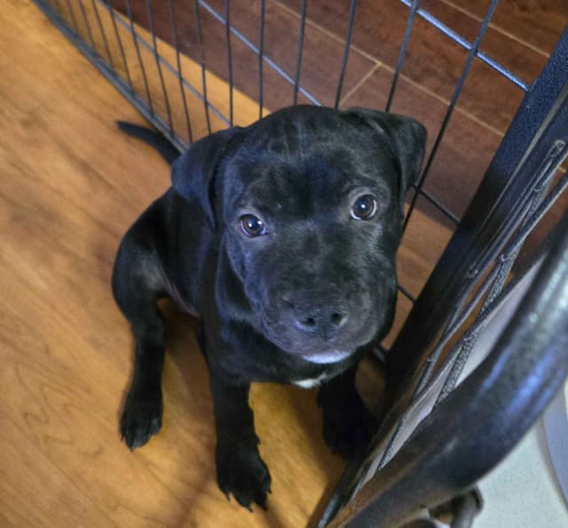 Staffordshire Bull Terrier Puppies media 2