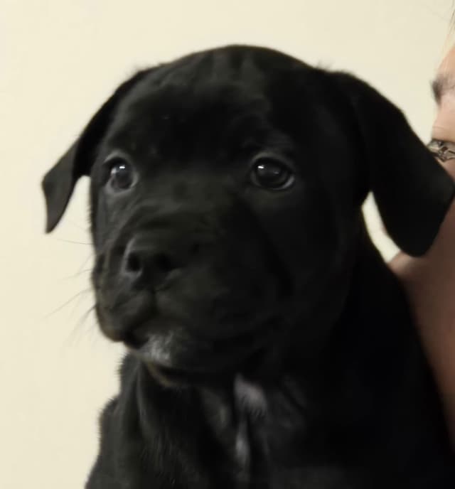 Staffordshire Bull Terrier Puppies media 4