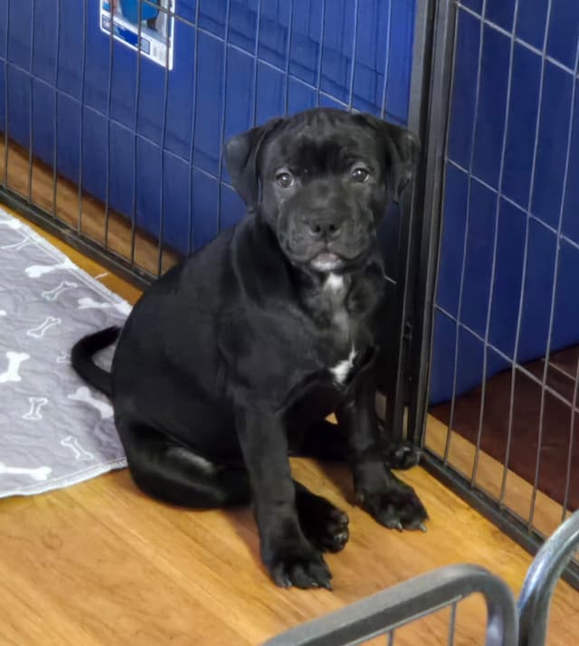 Staffordshire Bull Terrier Puppies media 3