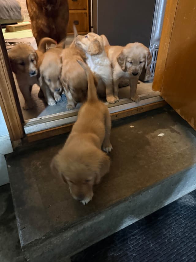 Golden Retriever Puppies media 2