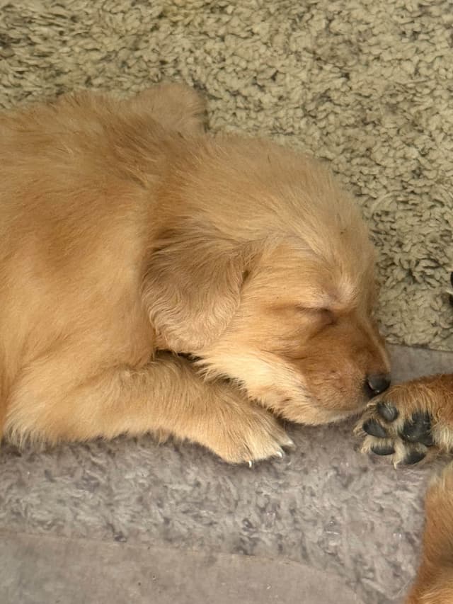 Golden Retriever Puppies media 3