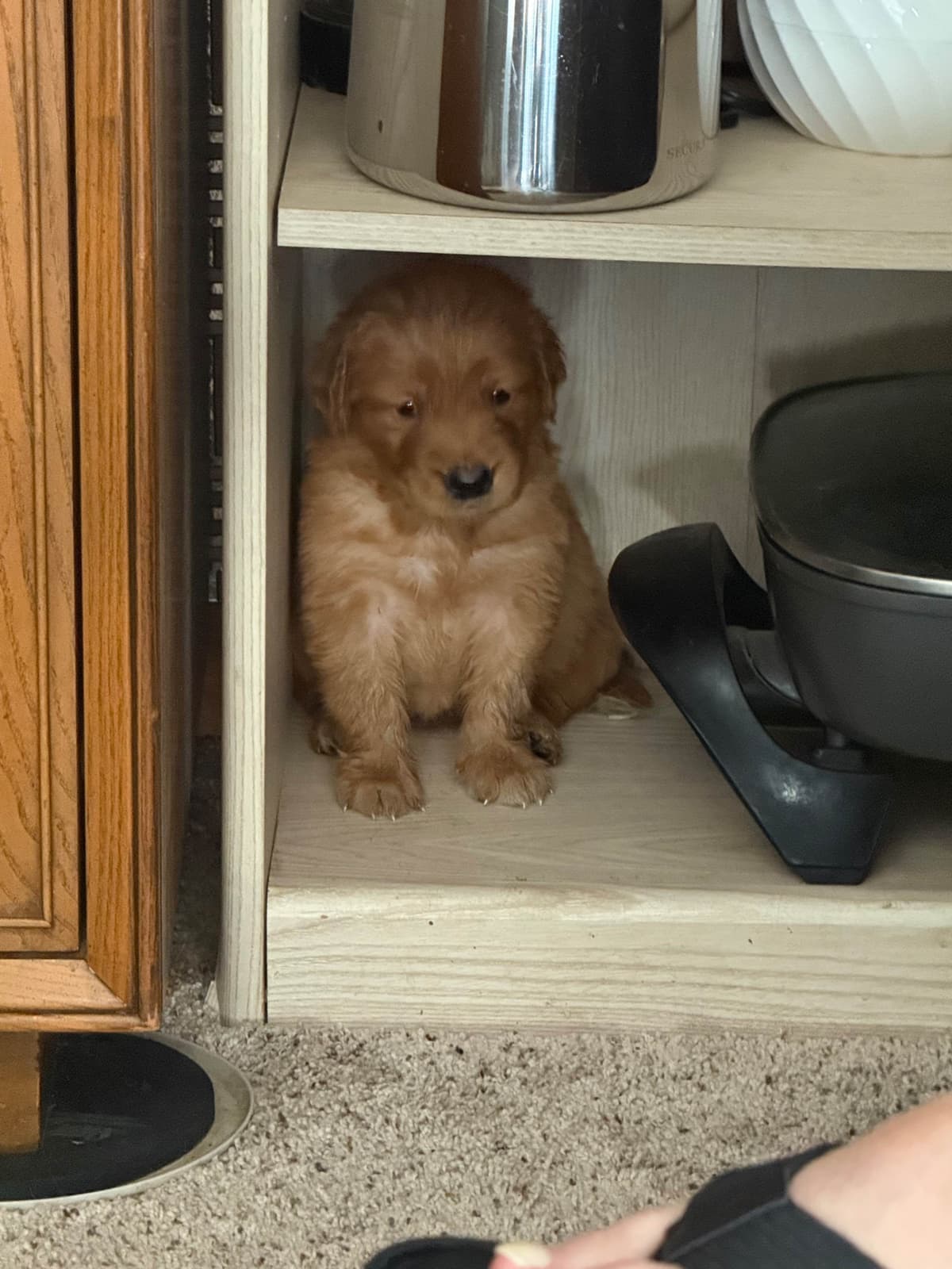 Golden Retriever Puppies breeder image 1