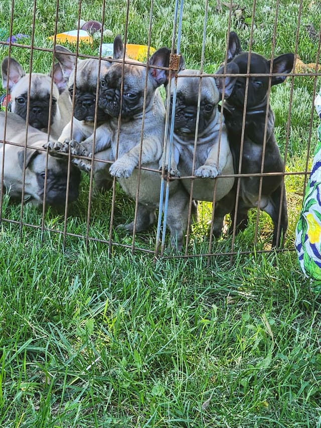 French Bulldog Puppies media 3