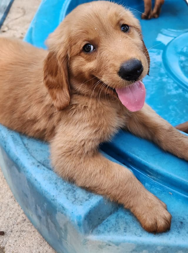 Golden Retriever Puppies media 2