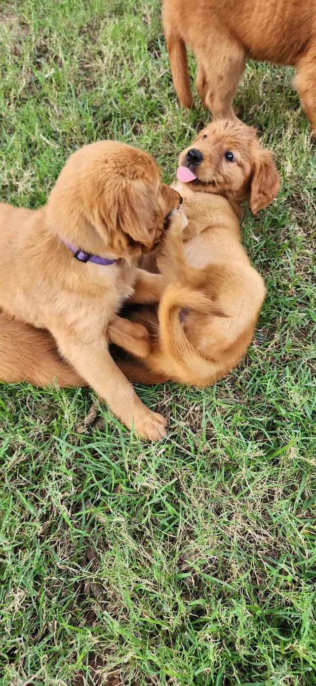 Golden Retriever Puppies media 3