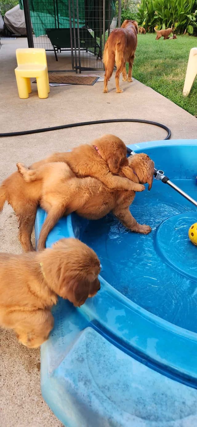 Golden Retriever Puppies media 4