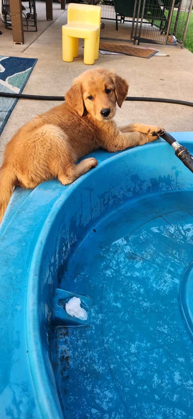 Golden Retriever Puppies media 5