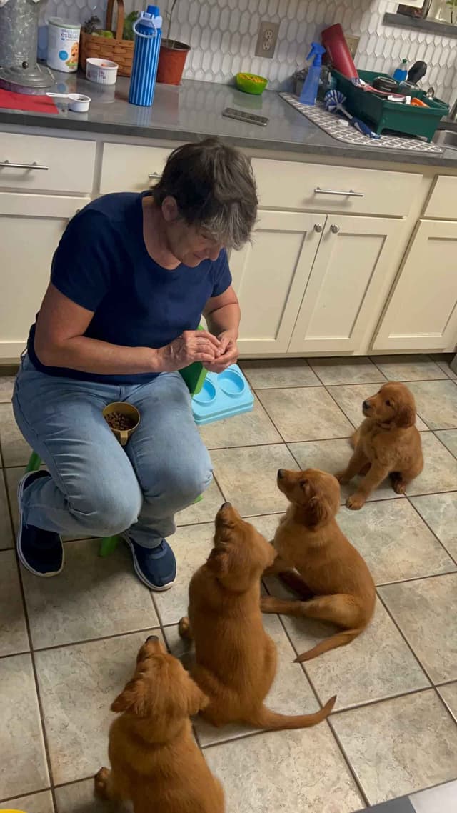 Golden Retriever Puppies media 6
