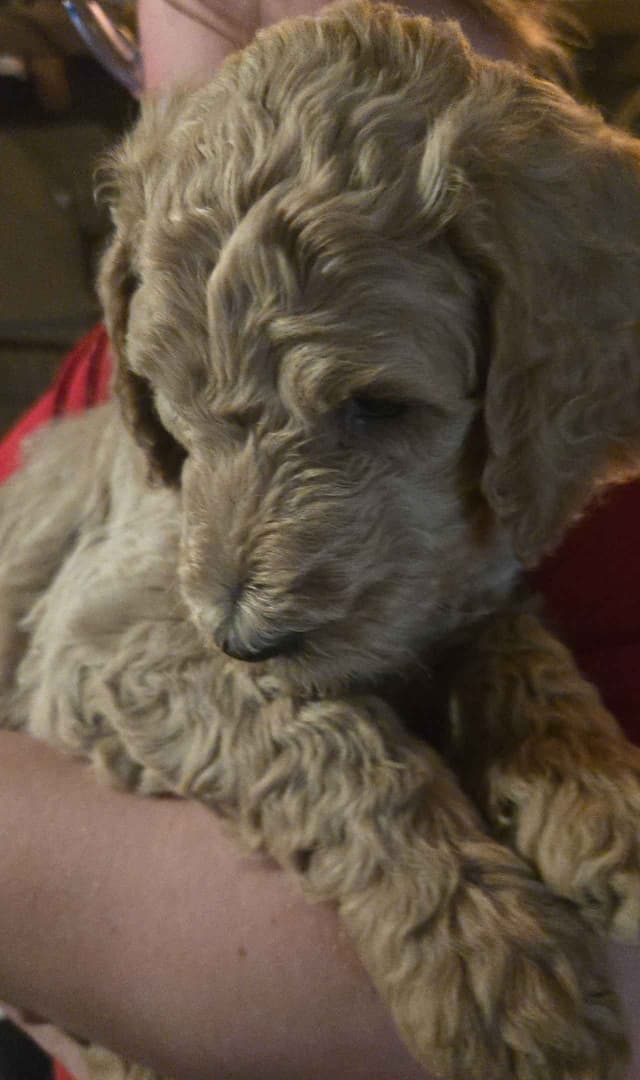 Poodle Puppies media 3