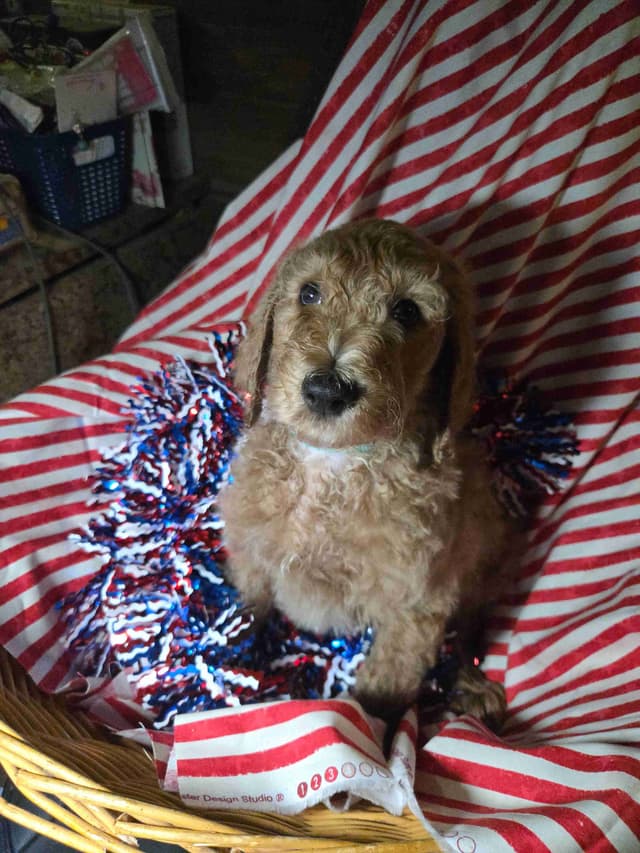 Poodle Puppies media 4