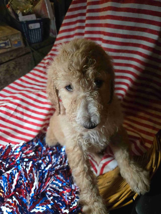 Poodle Puppies media 5