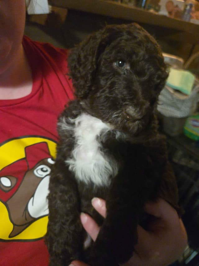 Poodle Puppies media 8