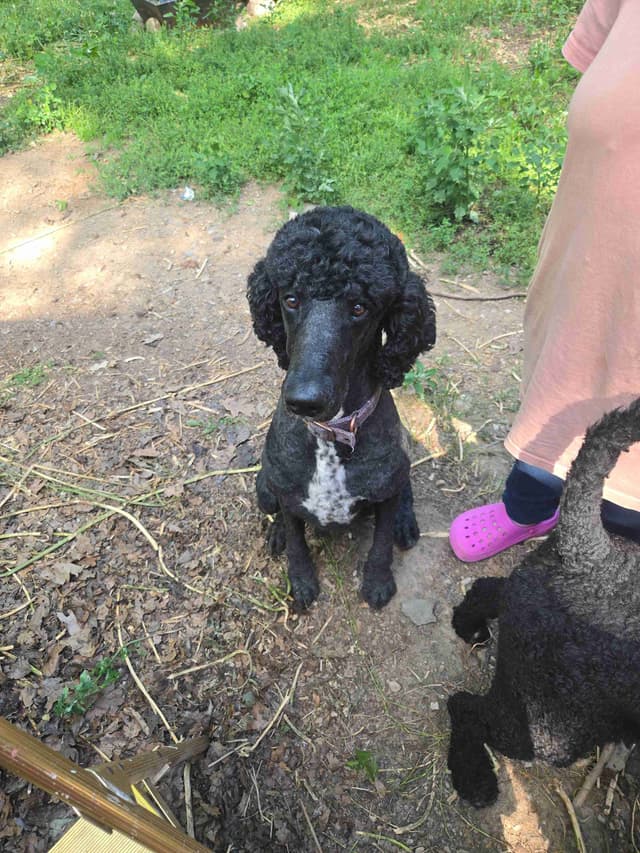 Poodle Puppies media 11