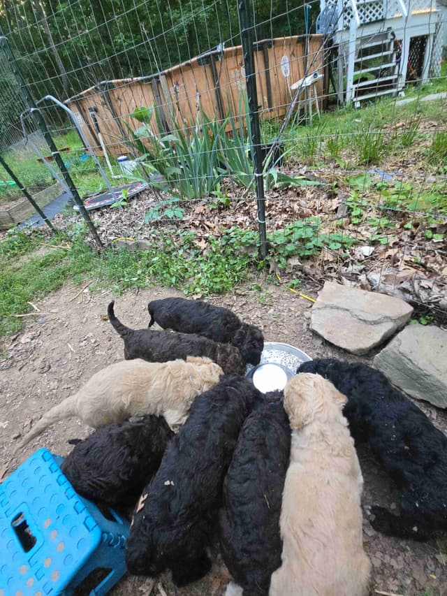 Poodle Puppies media 9