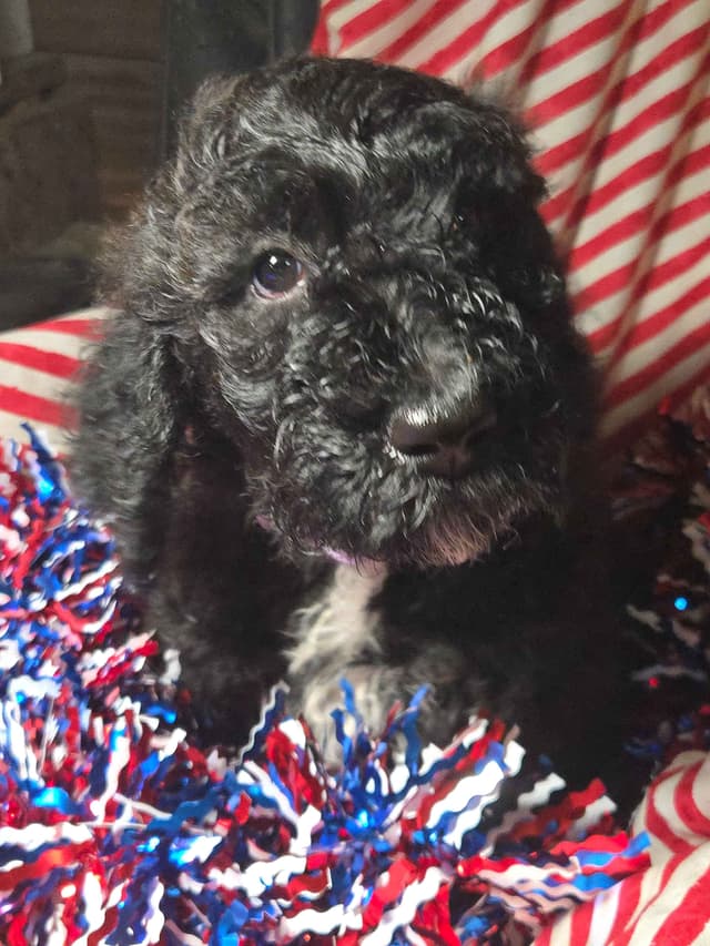 Poodle Puppies media 10