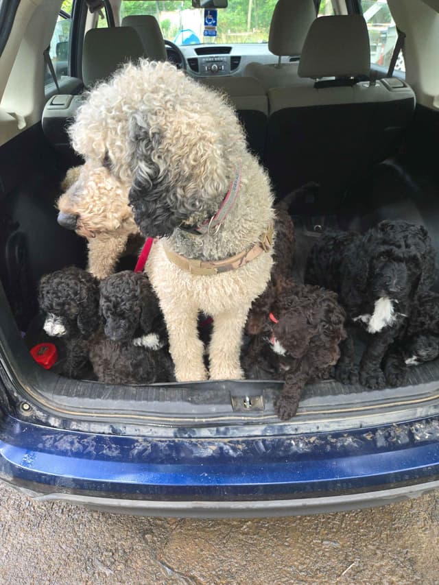 Poodle Puppies media 12