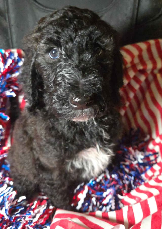 Poodle Puppies media 13