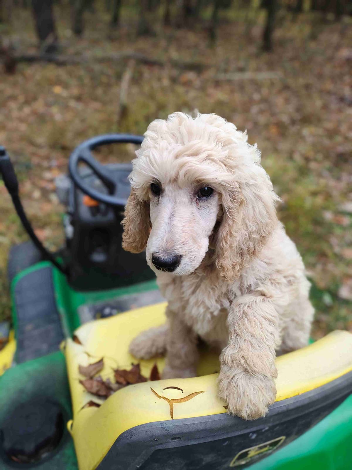 Poodle Puppies breeder image 4