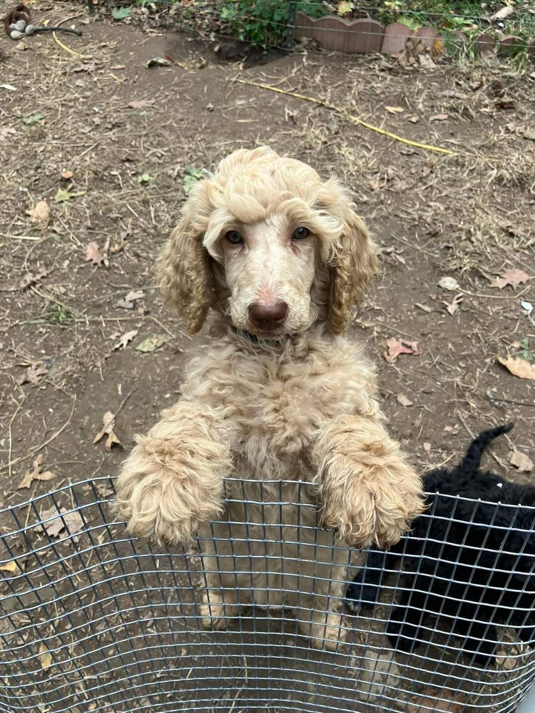 Poodle Puppies breeder image 5