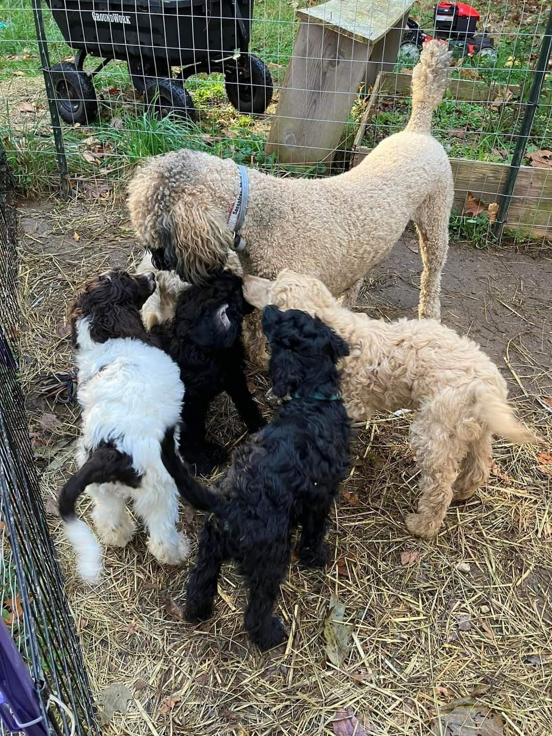 Poodle Puppies breeder image 7