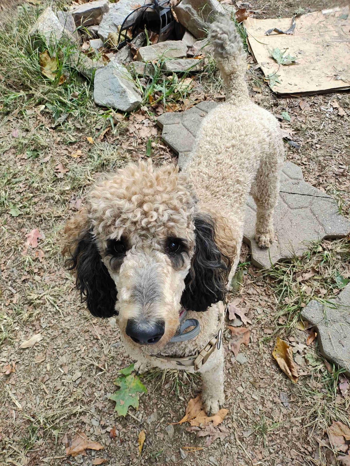 Poodle Puppies breeder image 10