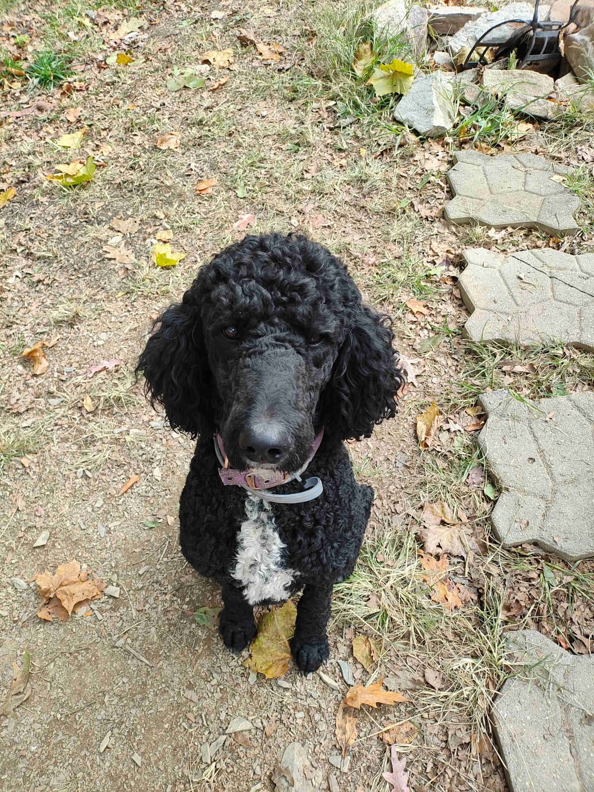 Poodle Puppies breeder image 11