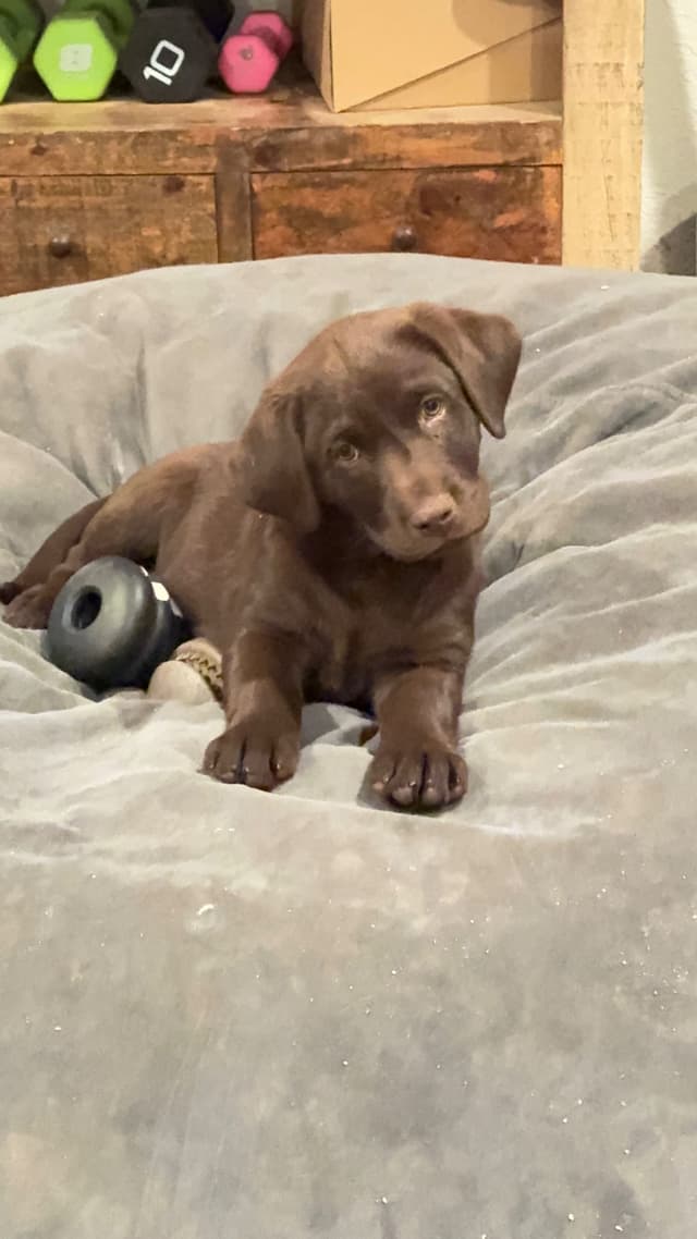 AKC Chocolate Labs from Proven Hunting Bloodlines media 2