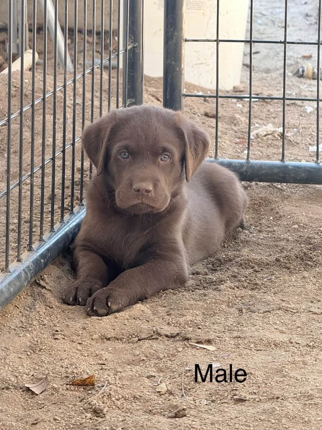 AKC Chocolate Labs from Proven Hunting Bloodlines media 5