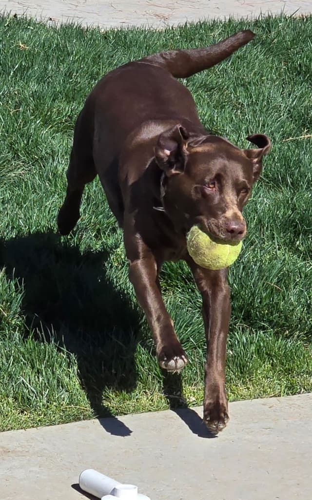 AKC Chocolate Labs from Proven Hunting Bloodlines media 4
