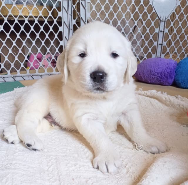 Golden Retriever Puppies (English cream) media 2