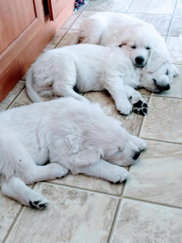 Golden Retriever Puppies (English cream) media 3