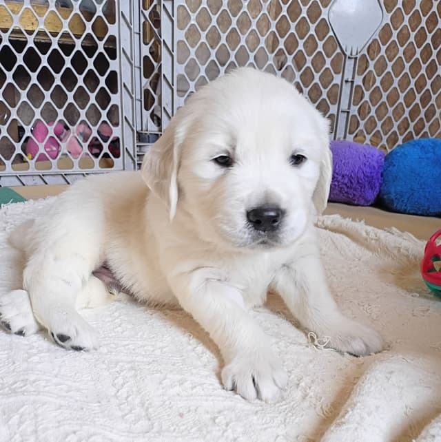 Golden Retriever Puppies (English cream) media 8