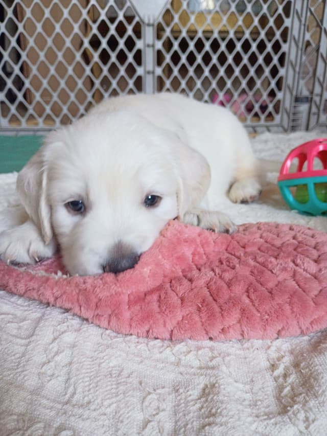 Golden Retriever Puppies (English cream) media 9