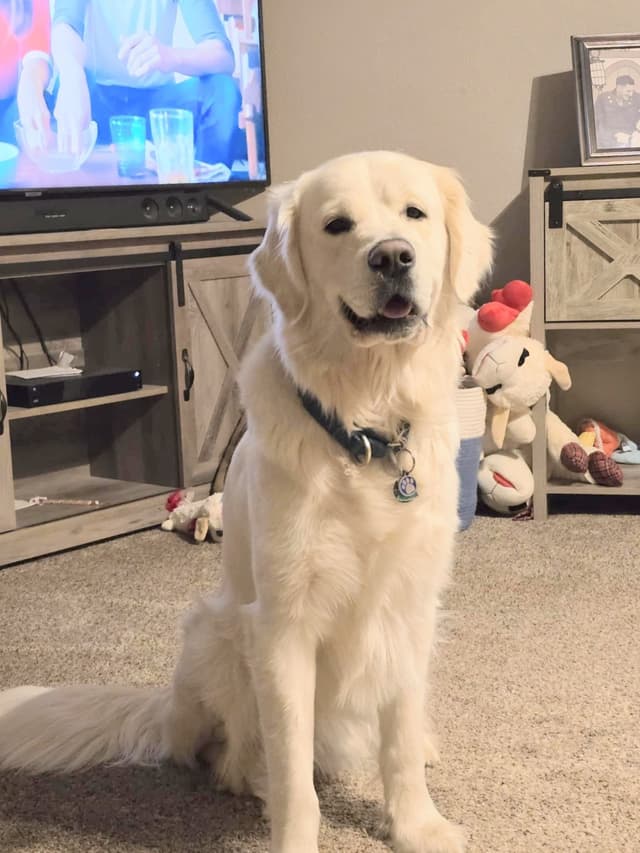 Golden Retriever Puppies (English cream) media 16