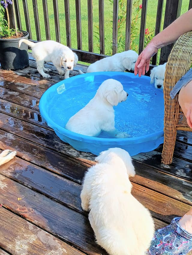 Golden Retriever Puppies (English cream) media 19