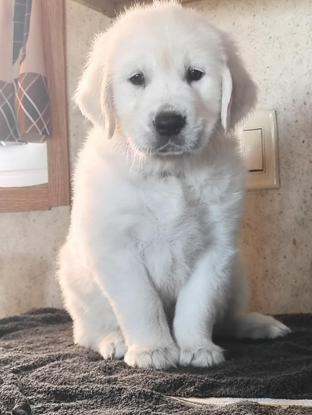Golden Retriever Puppies (English cream) breeder image 1