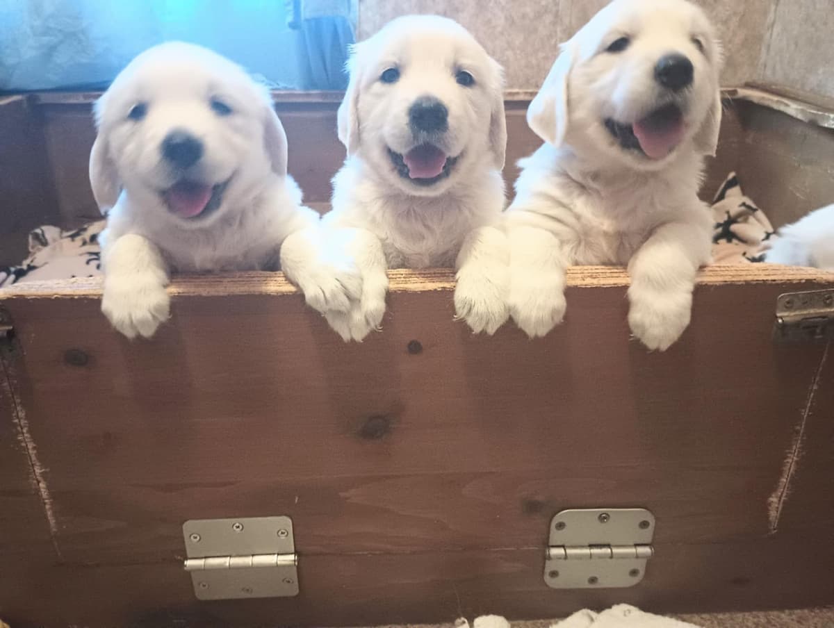 Golden Retriever Puppies (English cream) breeder image 2