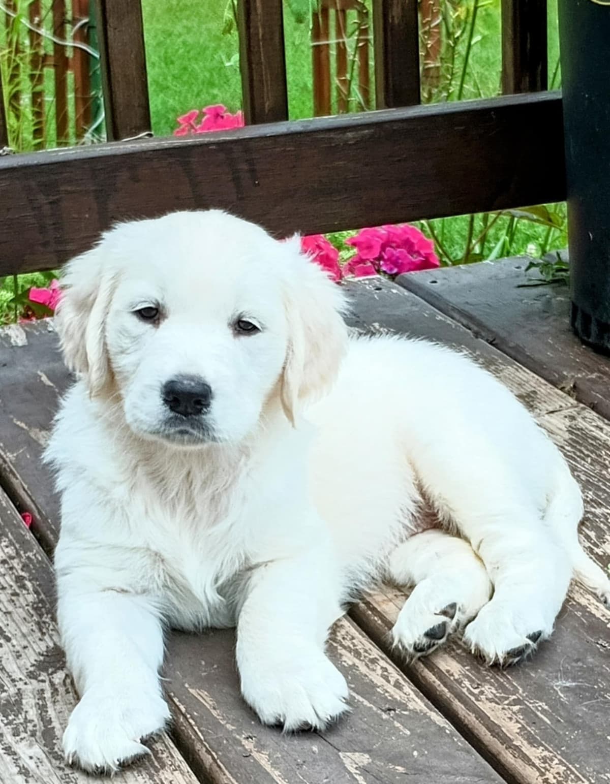 Golden Retriever Puppies (English cream) breeder image 3