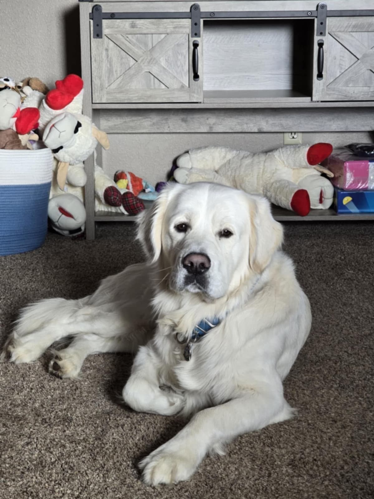 Golden Retriever Puppies (English cream) breeder image 6