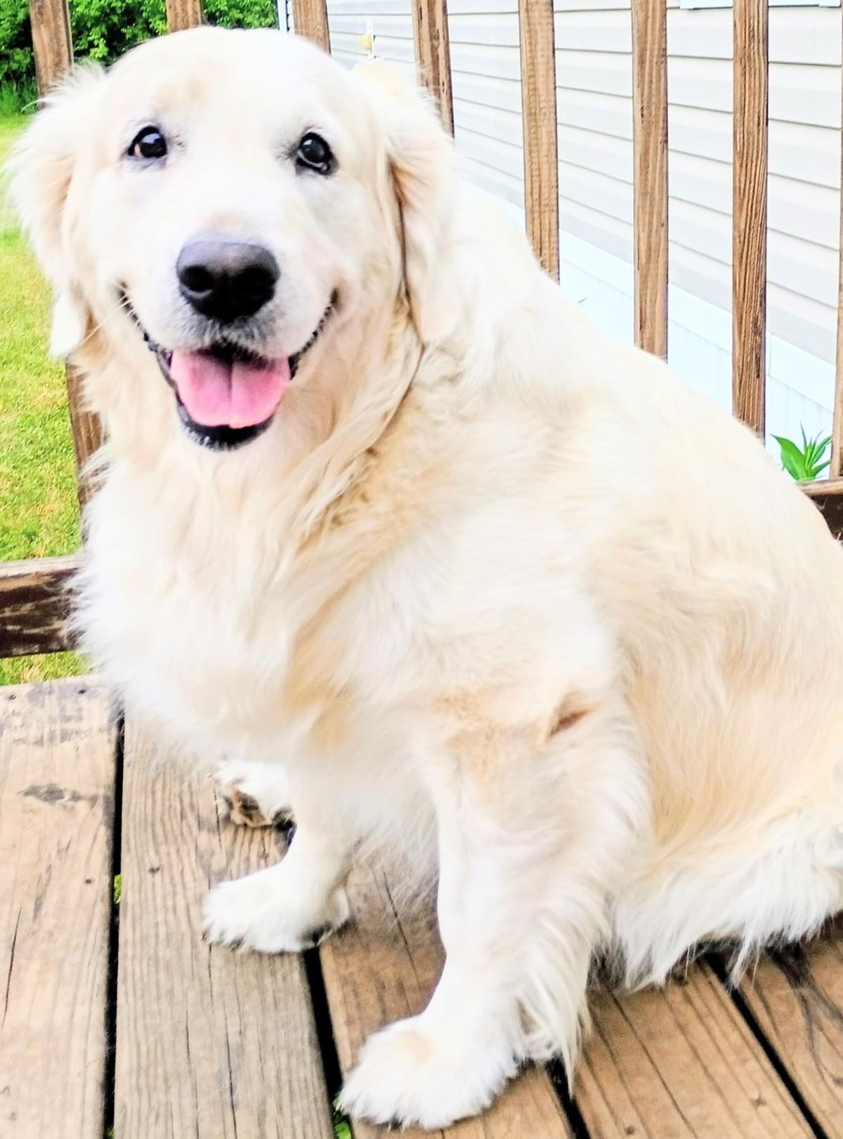 Golden Retriever Puppies (English cream) breeder image 7
