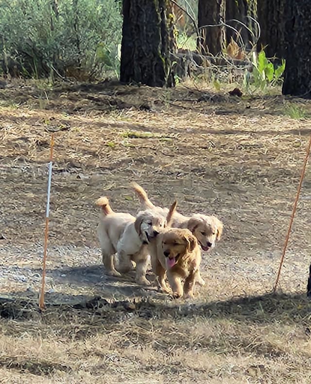 Plumas Golden Retriever Puppies media 3