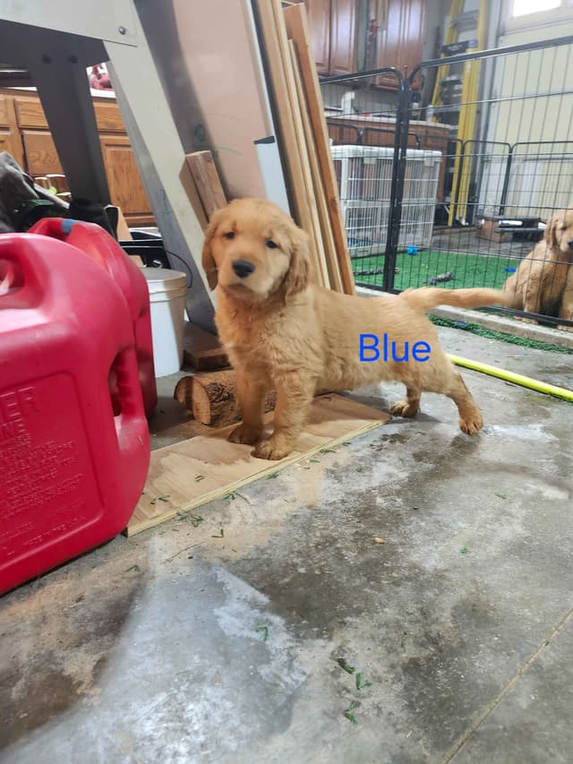Plumas Golden Retriever Puppies media 2