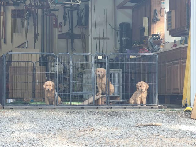 Plumas Golden Retriever Puppies media 4