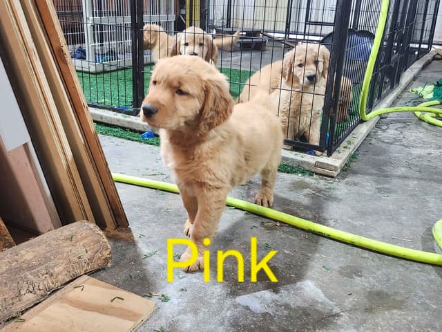 Plumas Golden Retriever Puppies media 5