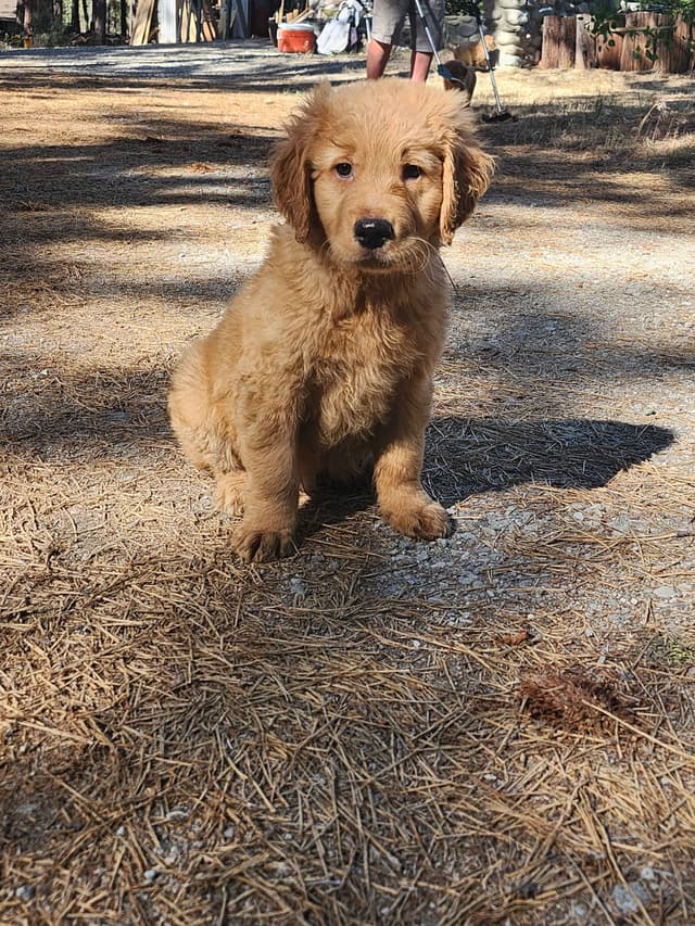 Plumas Golden Retriever Puppies media 7