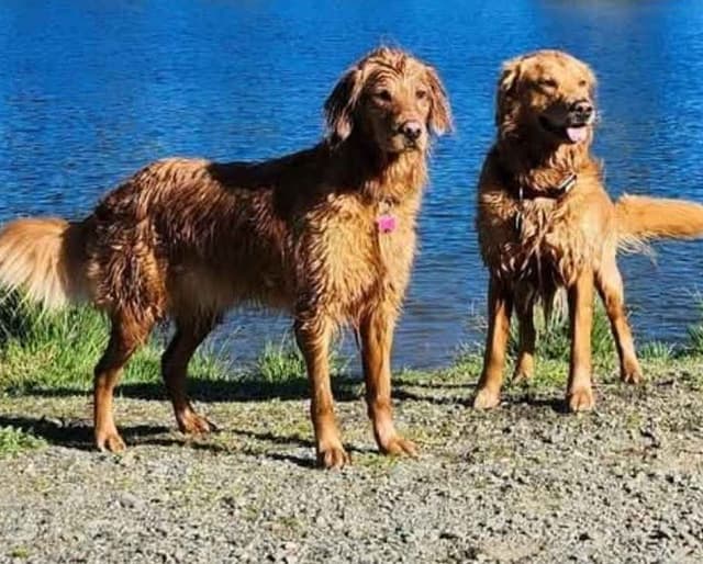 Plumas Golden Retriever Puppies media 8