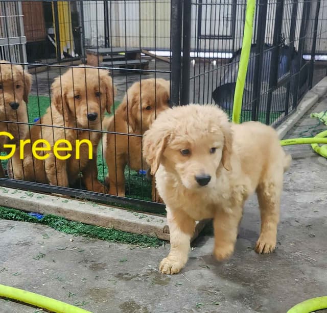 Plumas Golden Retriever Puppies media 9