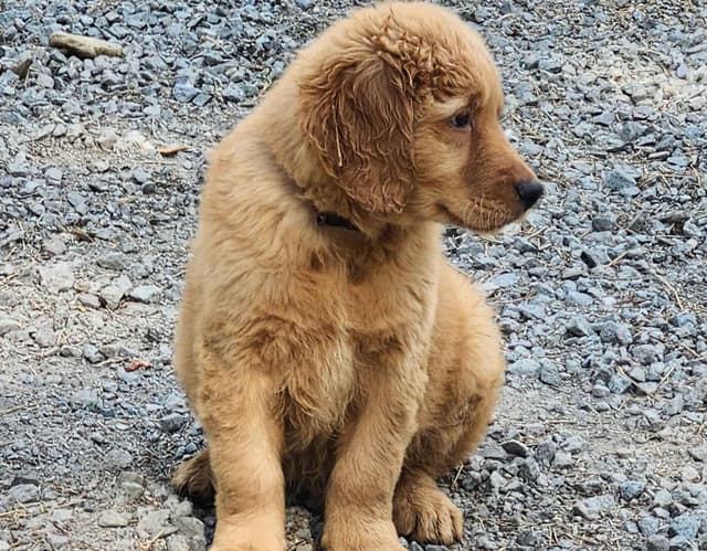 Plumas Golden Retriever Puppies media 11