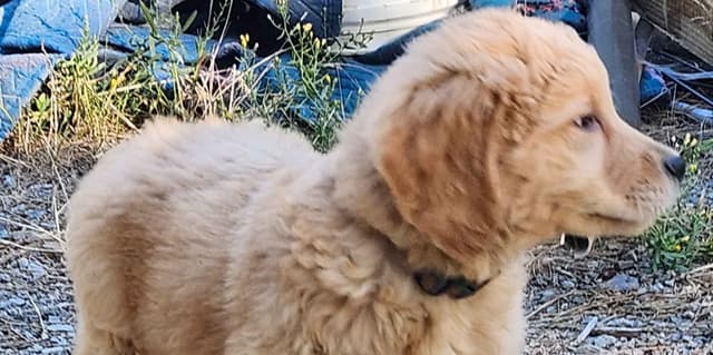 Plumas Golden Retriever Puppies media 10