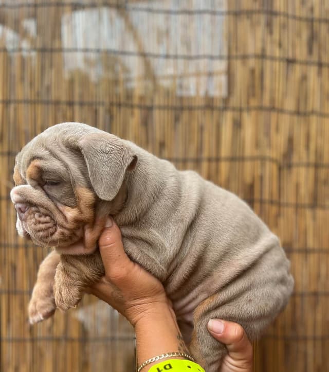 Bulldog Puppies media 2